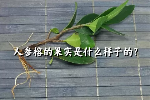 人参榕的果实是什么样子的？