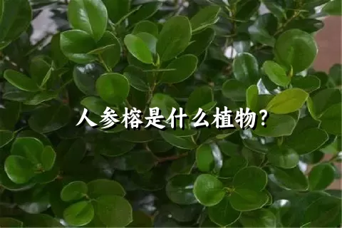 人参榕是什么植物？