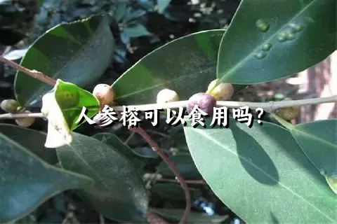 人参榕可以食用吗？