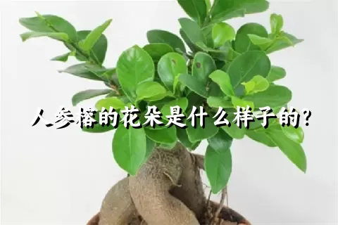 人参榕的花朵是什么样子的？