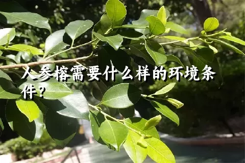 人参榕需要什么样的环境条件？