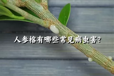 人参榕有哪些常见病虫害？