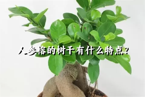 人参榕的树干有什么特点？