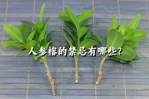 人参榕的禁忌有哪些？