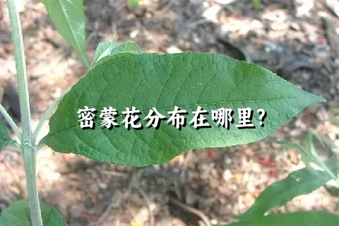 密蒙花分布在哪里?