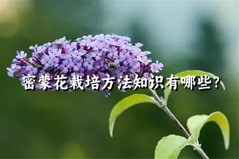 密蒙花栽培方法知识有哪些？