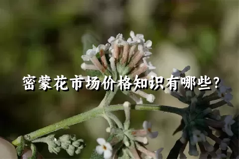 密蒙花市场价格知识有哪些？