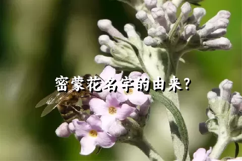 密蒙花名字的由来？