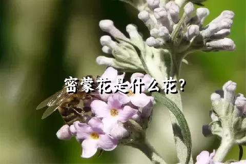 密蒙花是什么花？