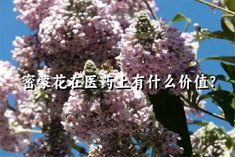 密蒙花在医药上有什么价值？