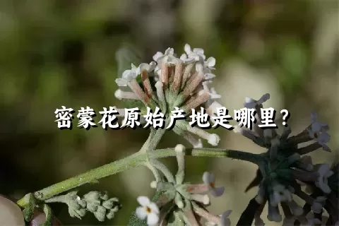 密蒙花原始产地是哪里？