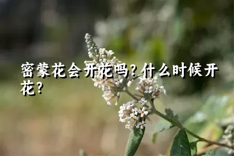 密蒙花会开花吗？什么时候开花？