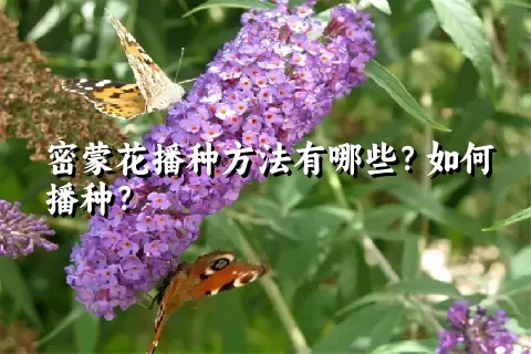 密蒙花播种方法有哪些？如何播种？