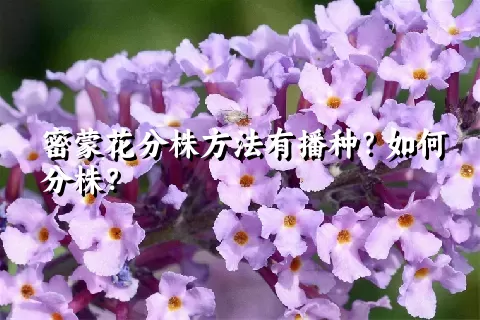 密蒙花分株方法有播种？如何分株？