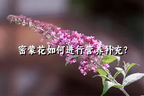 密蒙花如何进行营养补充？