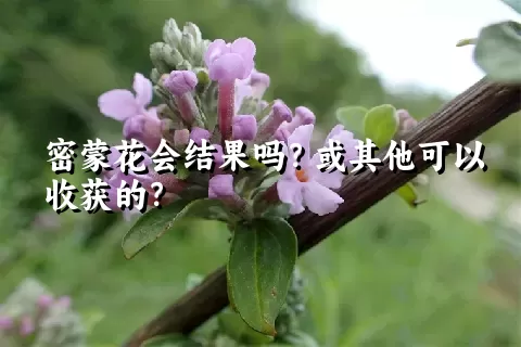 密蒙花会结果吗？或其他可以收获的？