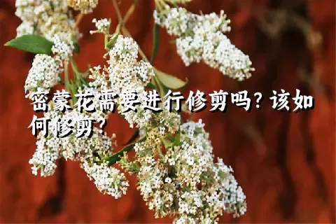 密蒙花需要进行修剪吗？该如何修剪？