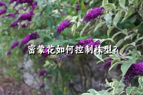 密蒙花如何控制株型？