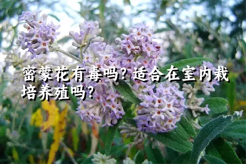 密蒙花有毒吗？适合在室内栽培养殖吗？