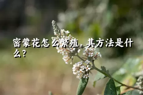 密蒙花怎么繁殖，其方法是什么？