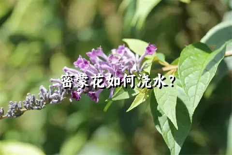 密蒙花如何浇水？