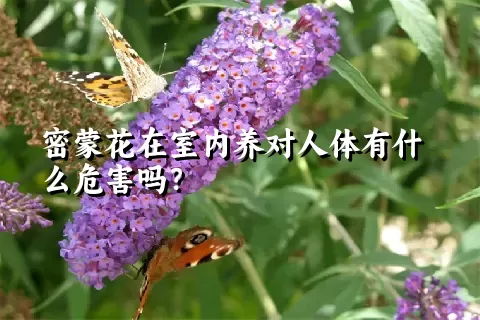 密蒙花在室内养对人体有什么危害吗？