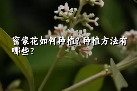 密蒙花如何种植？种植方法有哪些？