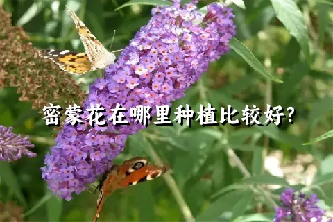 密蒙花在哪里种植比较好？