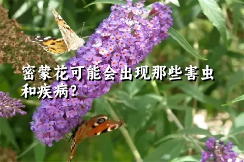 密蒙花可能会出现那些害虫和疾病？