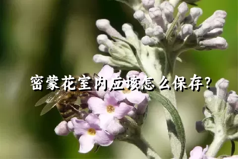 密蒙花室内应该怎么保存？