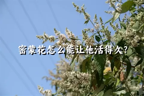 密蒙花怎么能让他活得久？