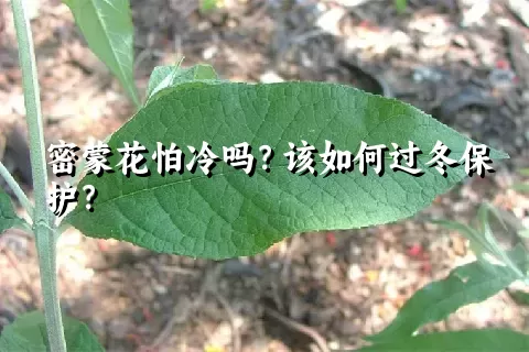 密蒙花怕冷吗？该如何过冬保护？