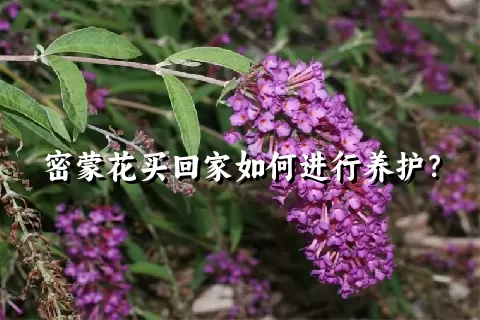 密蒙花买回家如何进行养护？