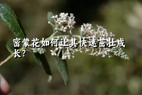 密蒙花如何让其快速茁壮成长？