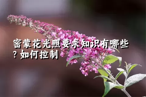 密蒙花光照要求知识有哪些？如何控制