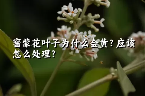 密蒙花叶子为什么会黄？应该怎么处理？