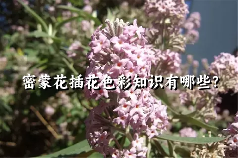 密蒙花插花色彩知识有哪些？