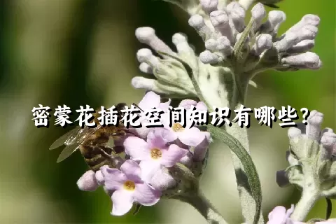 密蒙花插花空间知识有哪些？