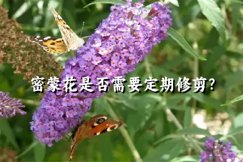 密蒙花是否需要定期修剪？