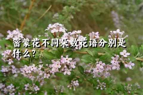 密蒙花不同朵数花语分别是什么？