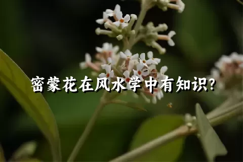 密蒙花在风水学中有知识？