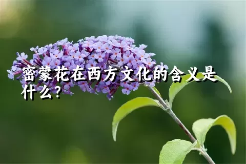 密蒙花在西方文化的含义是什么？