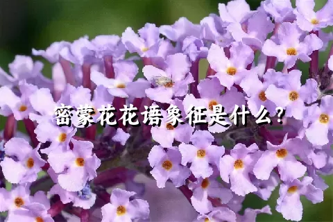 密蒙花花语象征是什么？