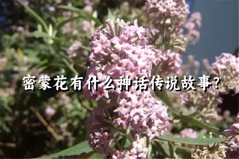 密蒙花有什么神话传说故事？