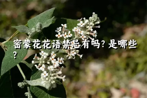 密蒙花花语禁忌有吗？是哪些？