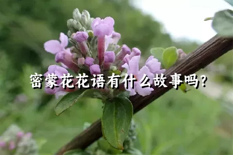 密蒙花花语有什么故事吗？