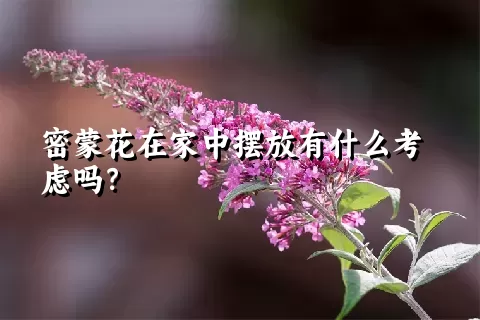 密蒙花在家中摆放有什么考虑吗？