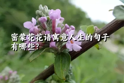 密蒙花花语寓意人生的句子有哪些？