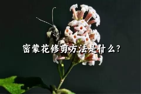 密蒙花修剪方法是什么？