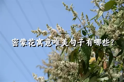 密蒙花寓意唯美句子有哪些？